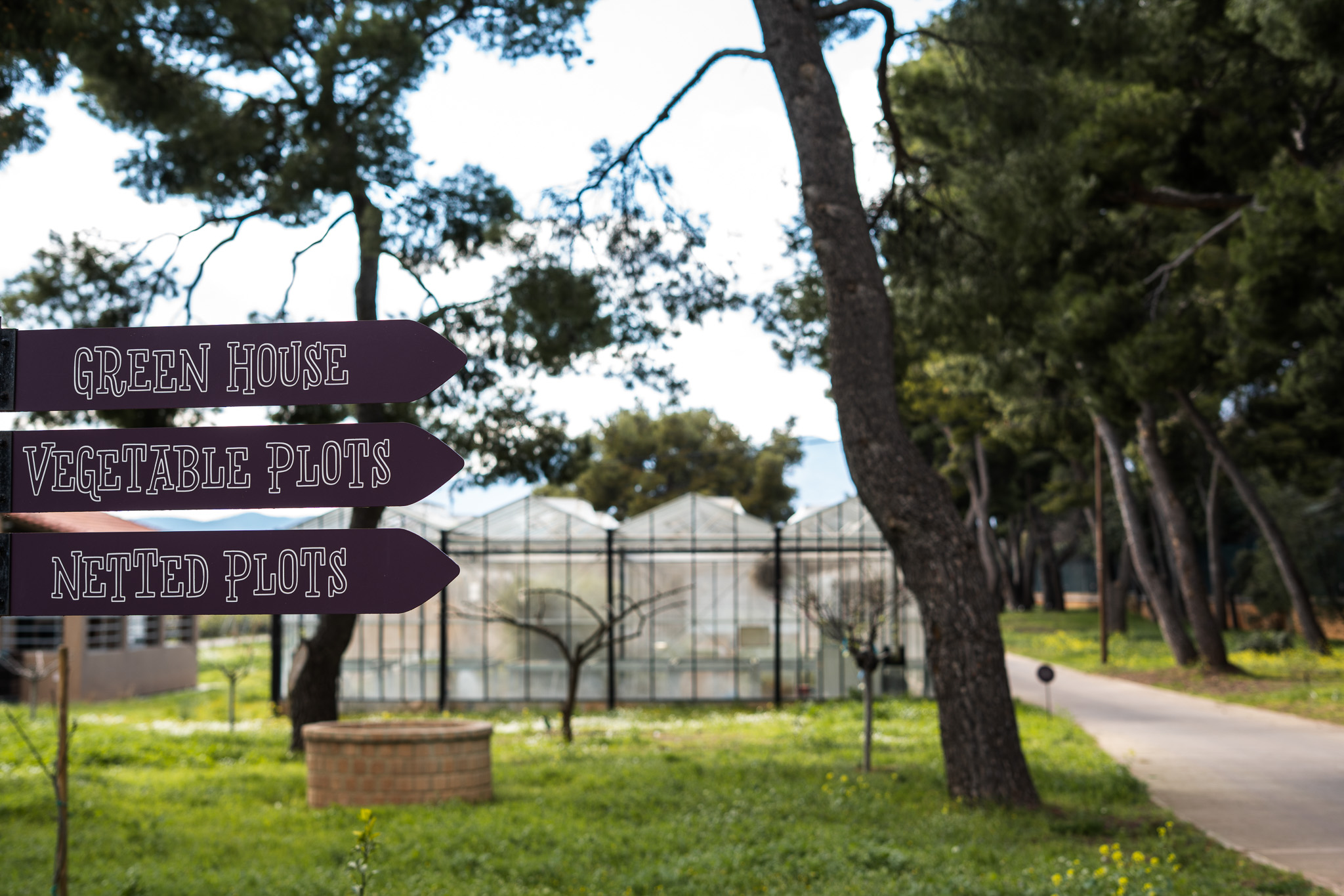 Sustainability Veggie Farm | Tatoi club