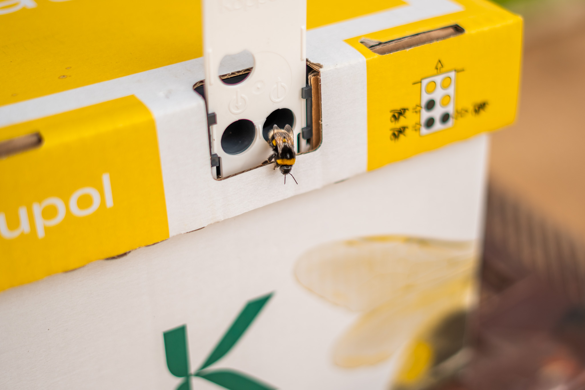 Sustainability Bumblebee Hive Installation | Tatoi club