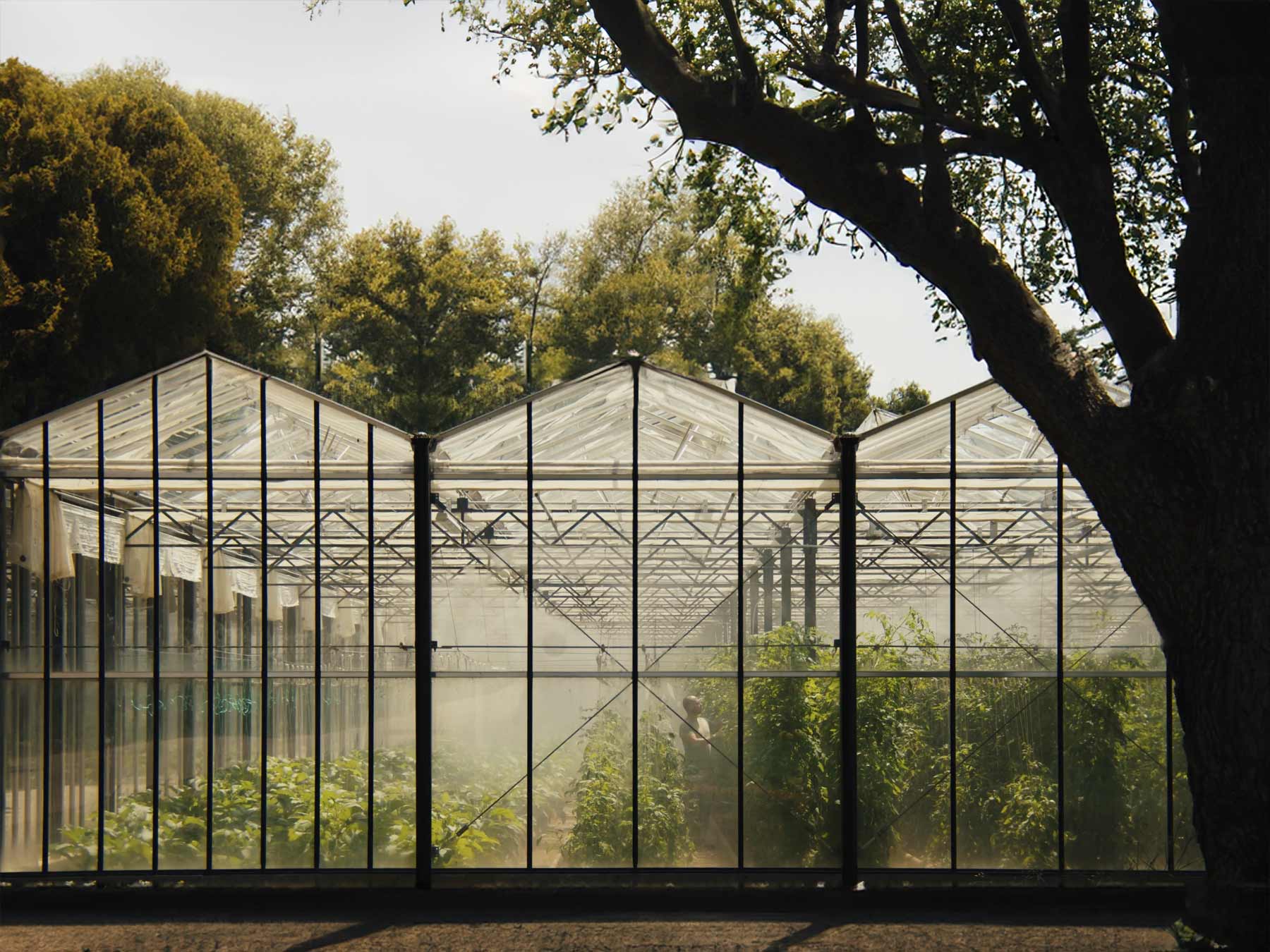 veggie farm trees | TATOÏ Club