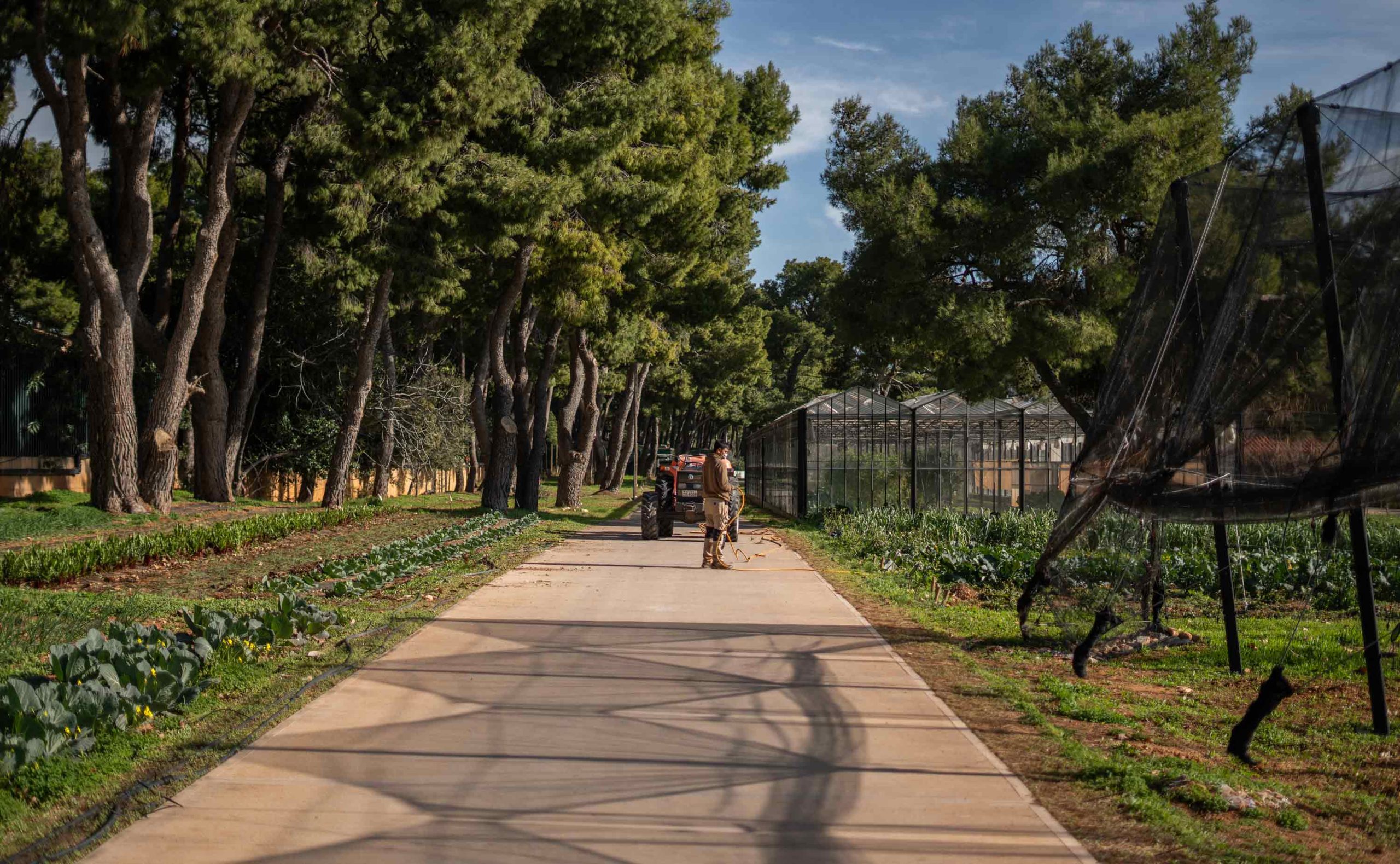 veggie farm trees | TATOÏ Club