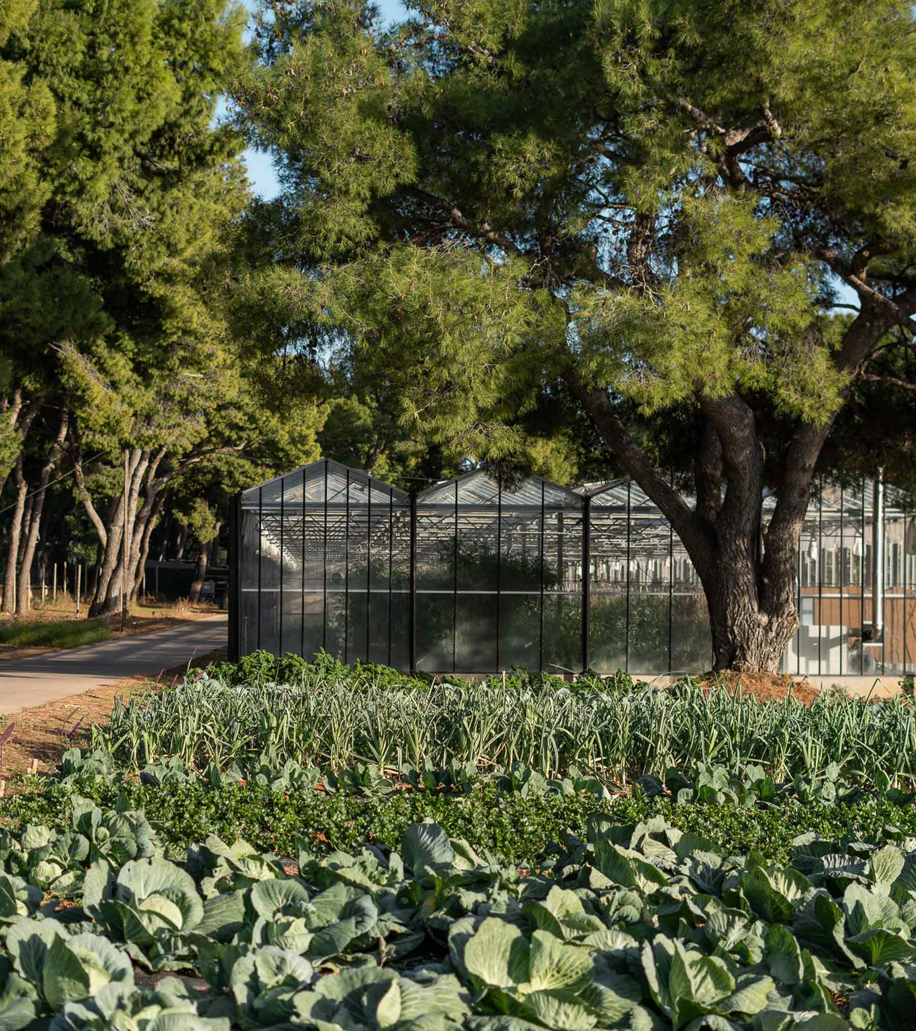 veggie farm trees vegetables nature | TATOÏ Club