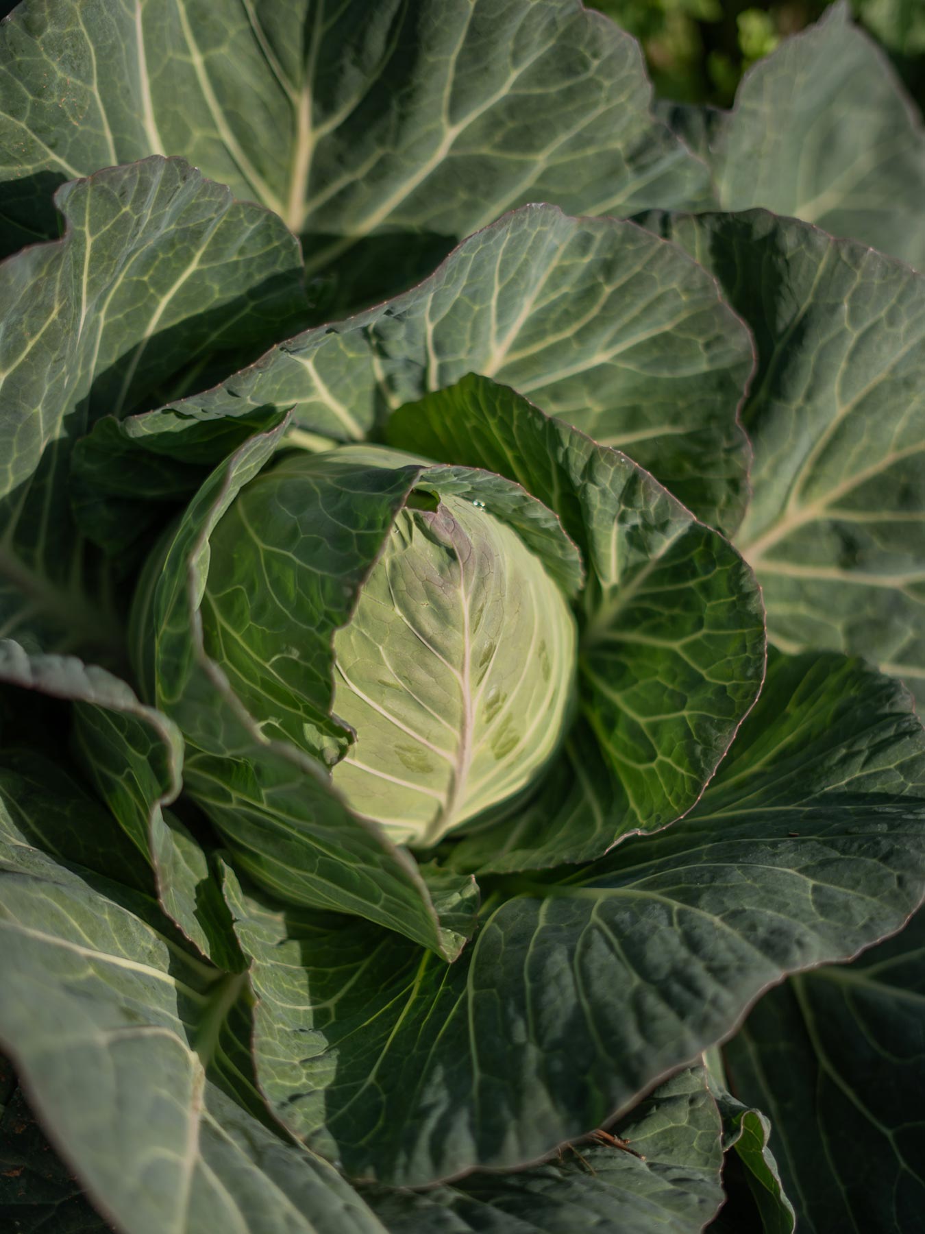 veggie farm trees vegetables nature | TATOÏ Club
