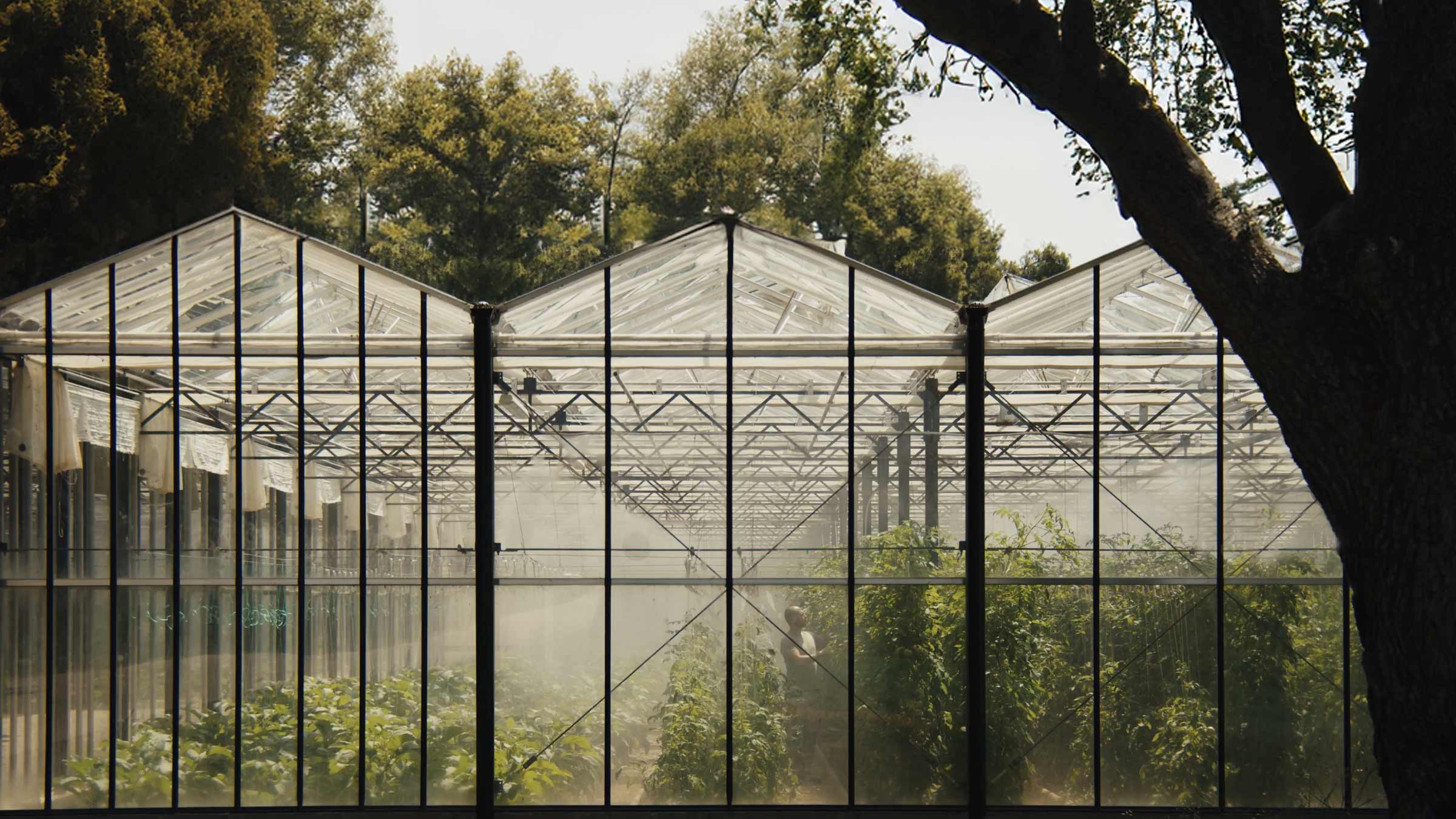 veggie farm nutrition pillar holistic approach | TATOÏ Club