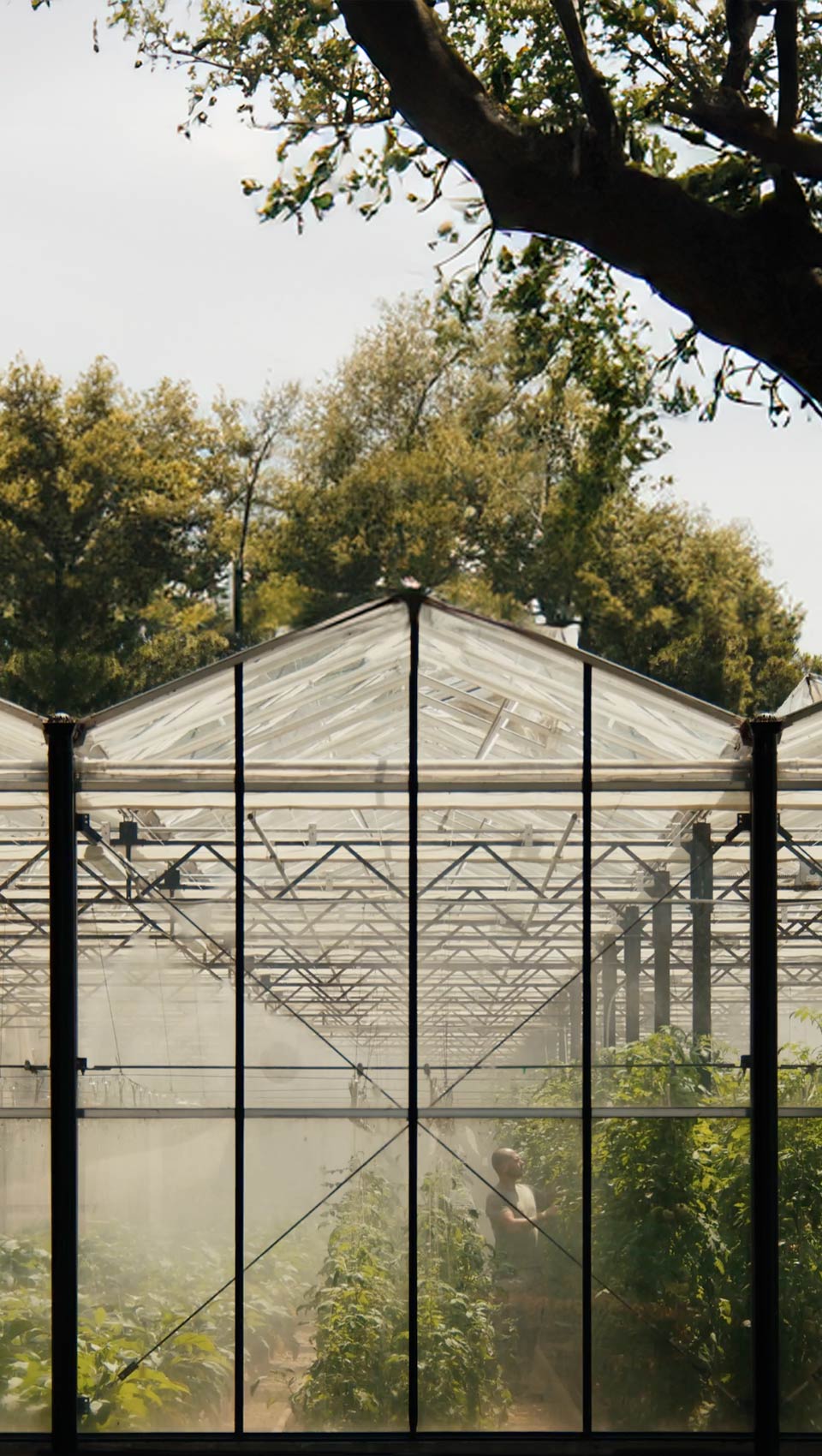 veggie farm nutrition pillar holistic approach | TATOÏ Club