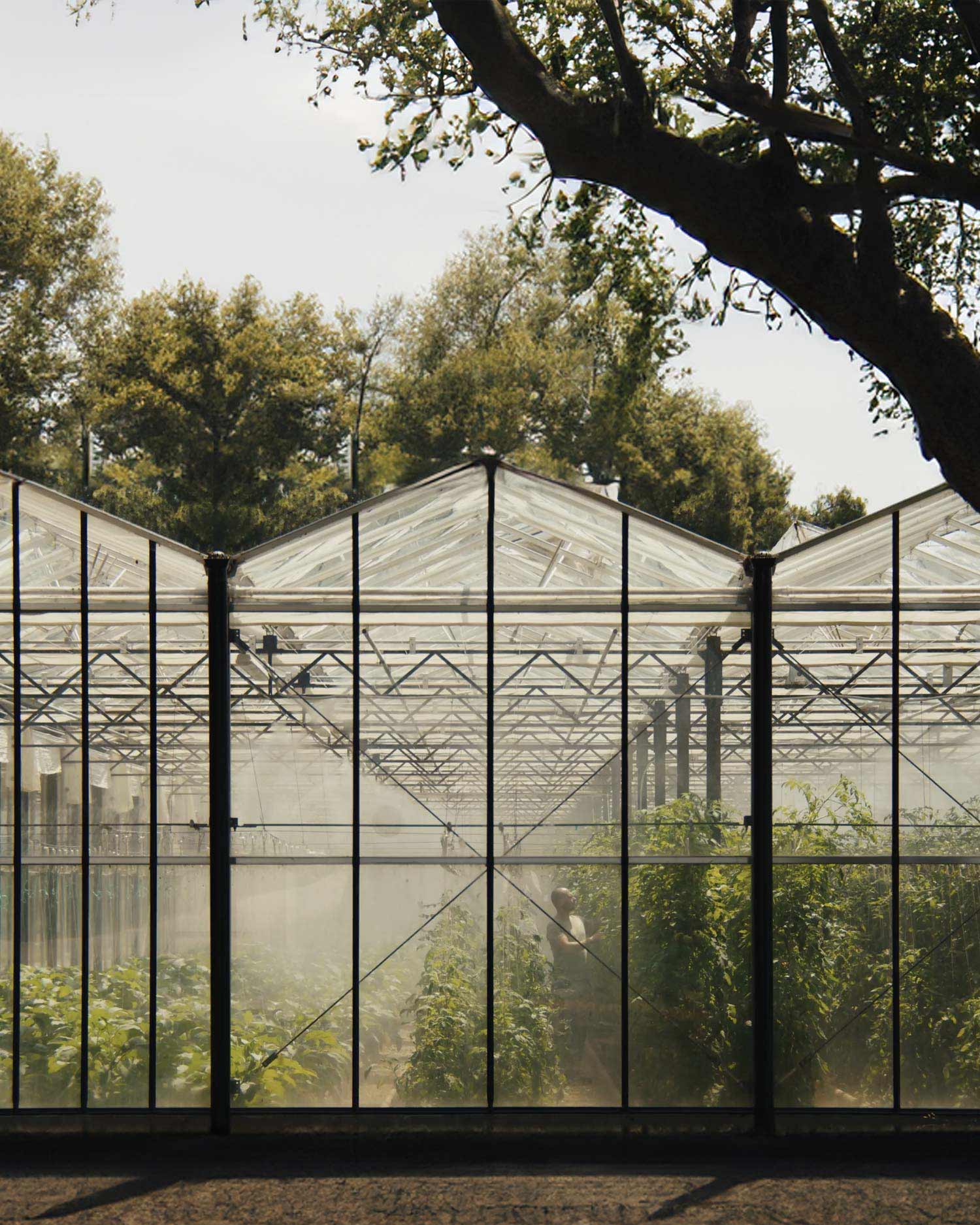 veggie farm nutrition pillar holistic approach | TATOÏ Club