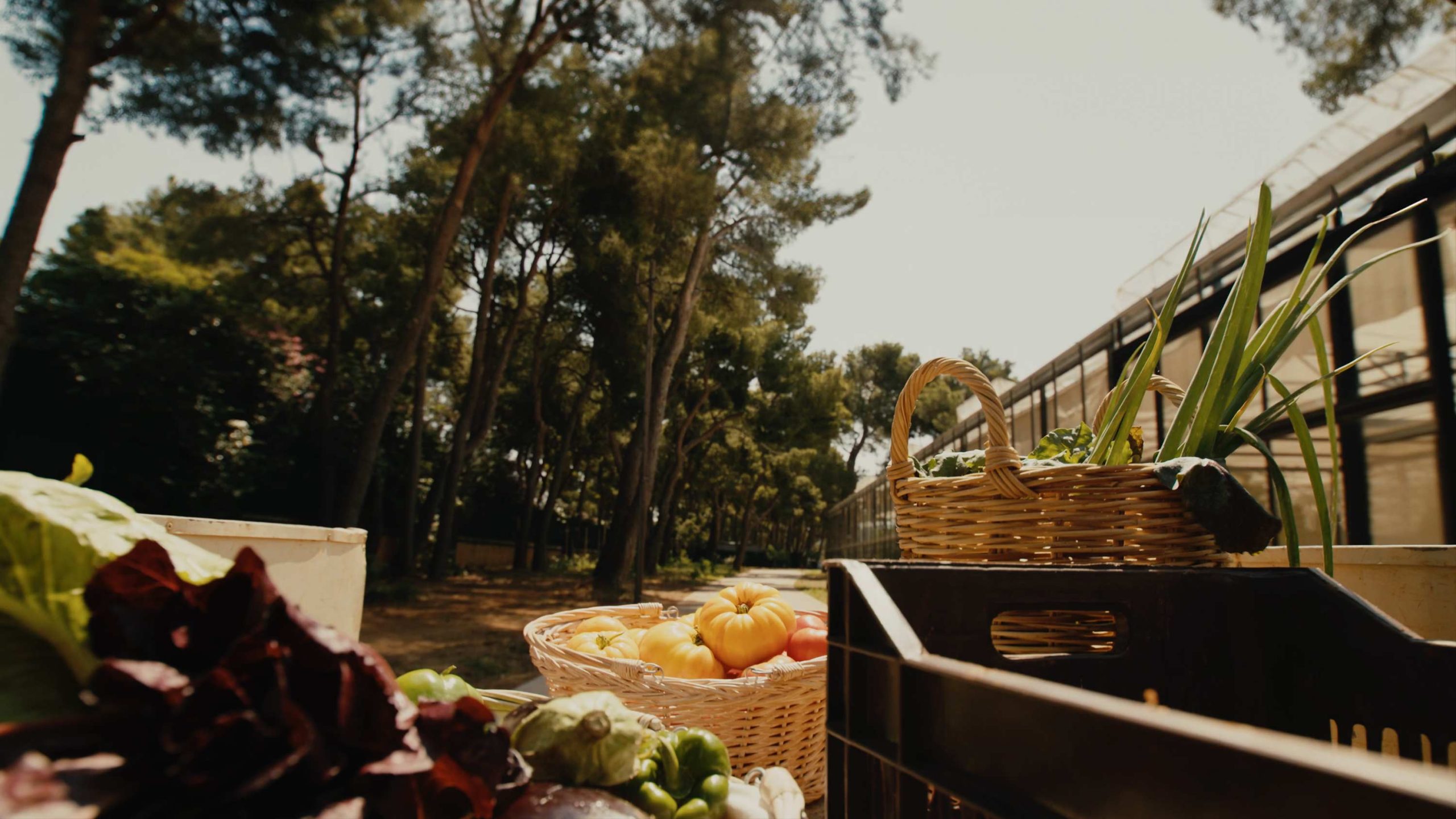 veggie farm nutrition pillar holistic approach form farm to table | TATOÏ Club