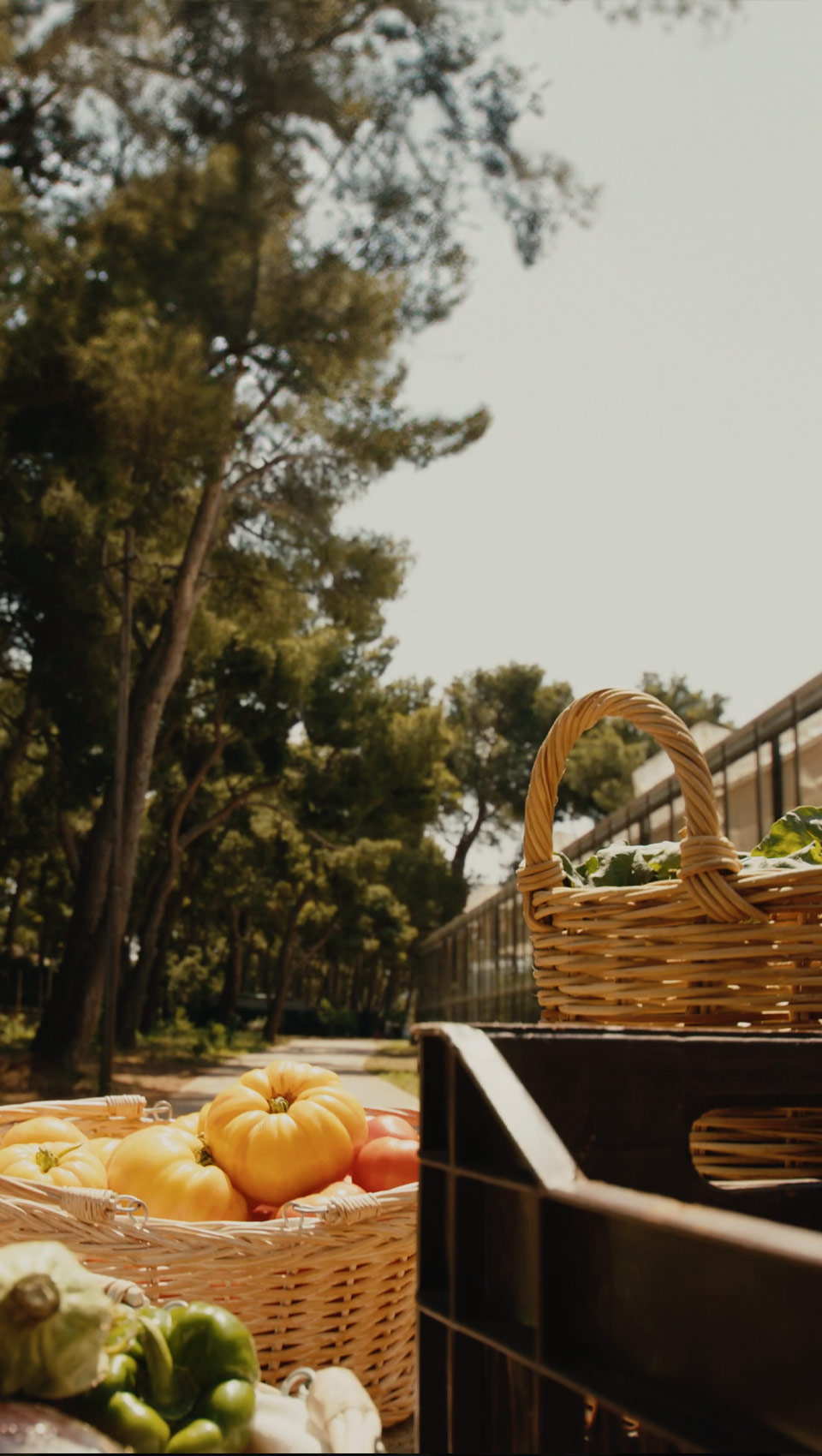 veggie farm nutrition pillar holistic approach form farm to table | TATOÏ Club