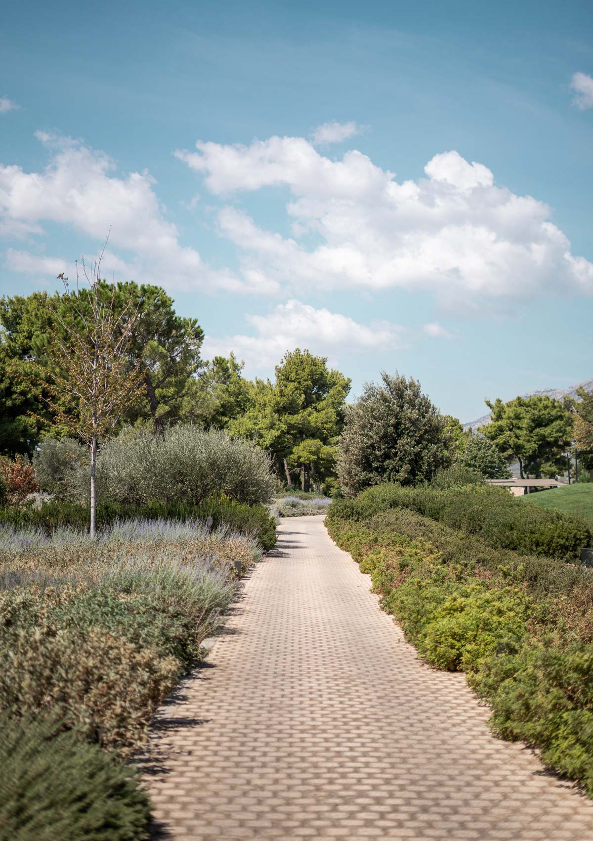 nature path mountain trees-TATOÏ-CLUB