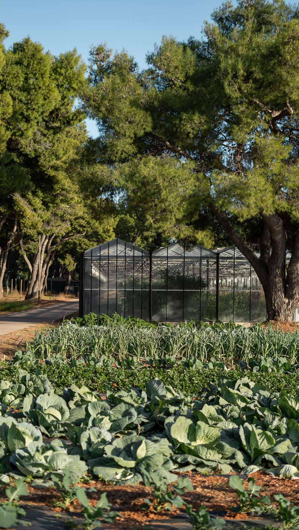 sustianability veggie farm vegetables environment-TATOÏ-CLUB