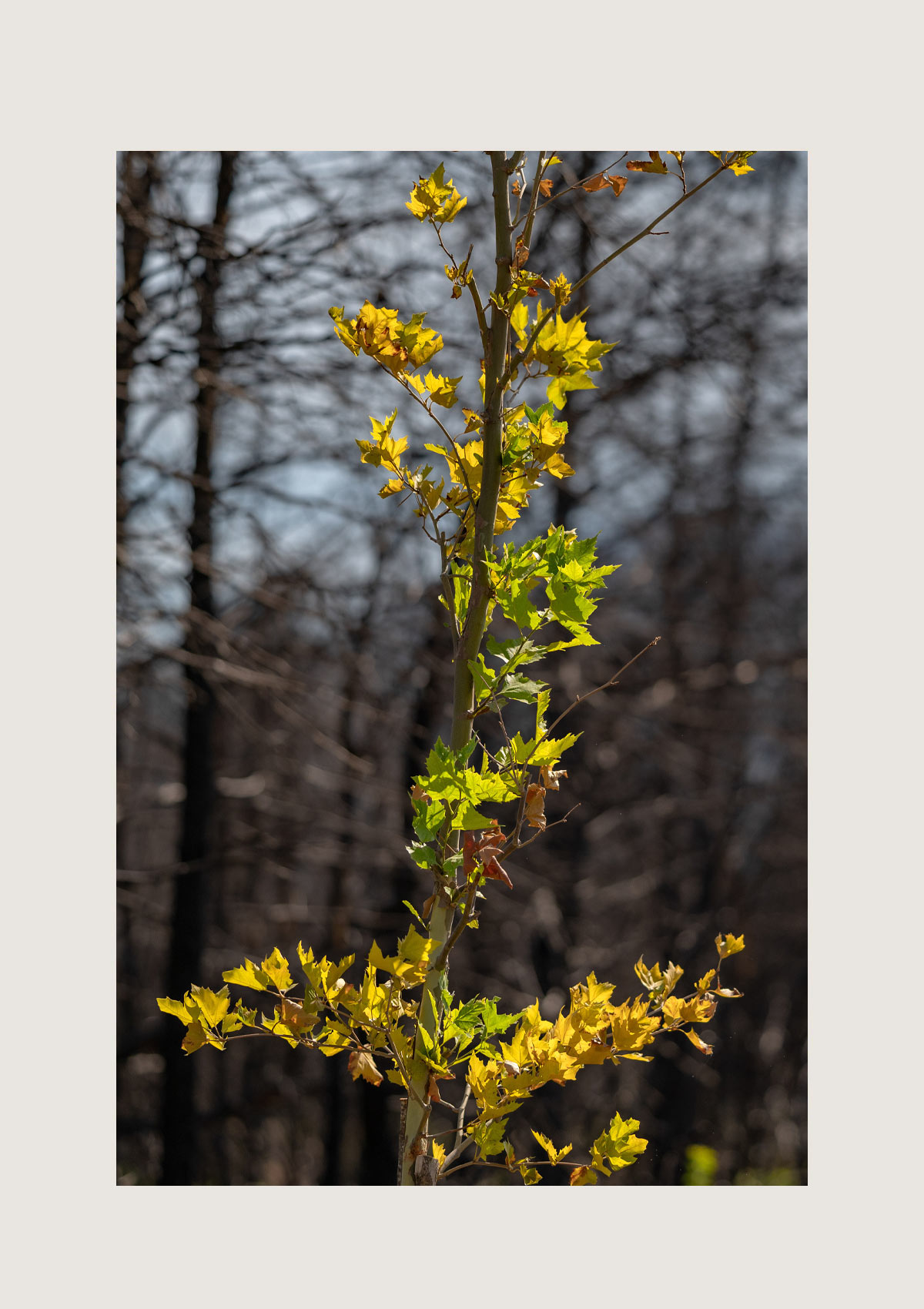 sustainability environment reforestation action planting nature trees-TATOÏ-CLUB